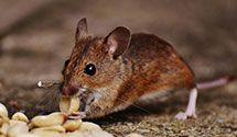 24 Hour & Emergency Exterminators in Berkley, PA